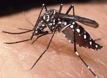 Mosquito portador del virus del dengue