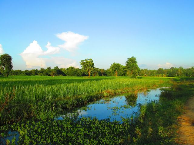 Campos de arroz en los alrededores de Battambang