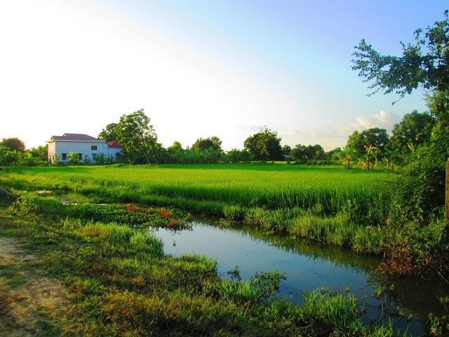 Cayendo la tarde entre los campos de arroz en Battambang