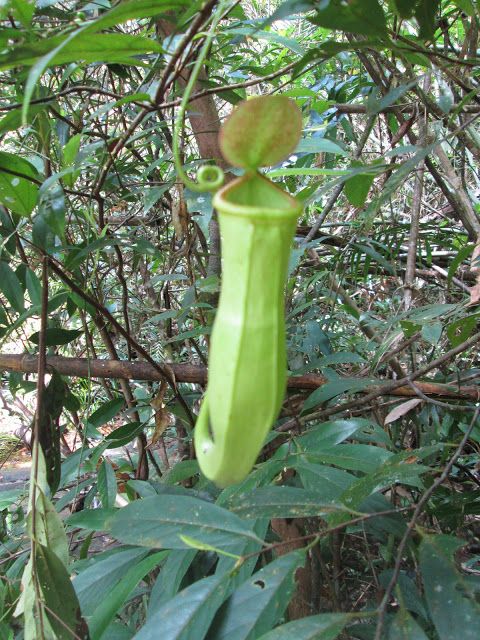 Planta que en su interior almacenaba diversos insectos