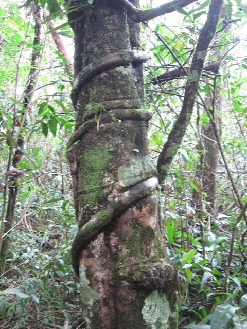 árbol curioso