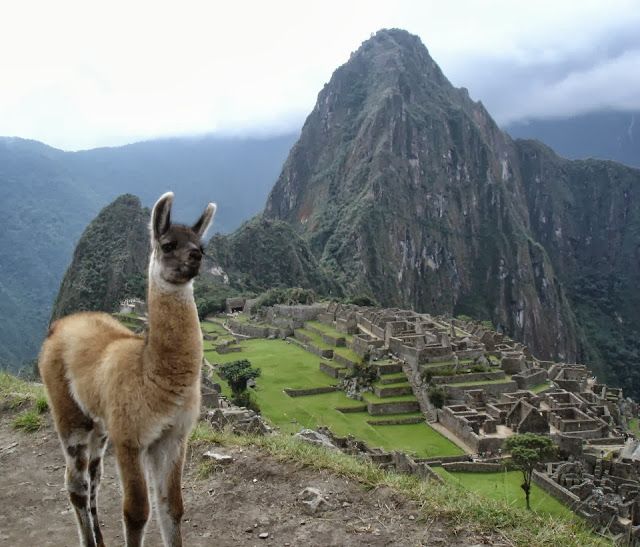 Macchupicchu y con la típica llama