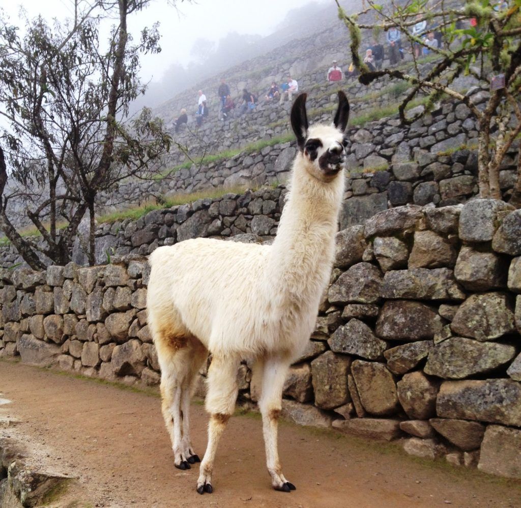 Llama en el Machu Picchu