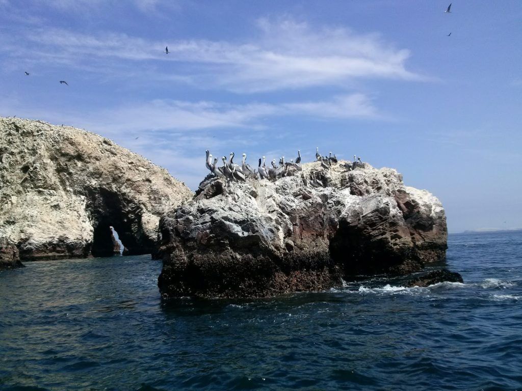 Pelícanos en las islas Ballestas