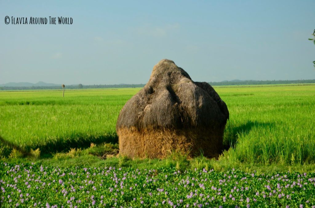 Campos de cultivo de Mrauk U