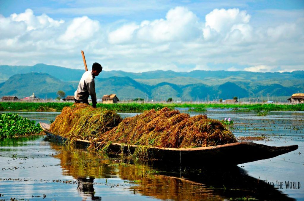 Pescador recogiendo plantas en el Lago Inle