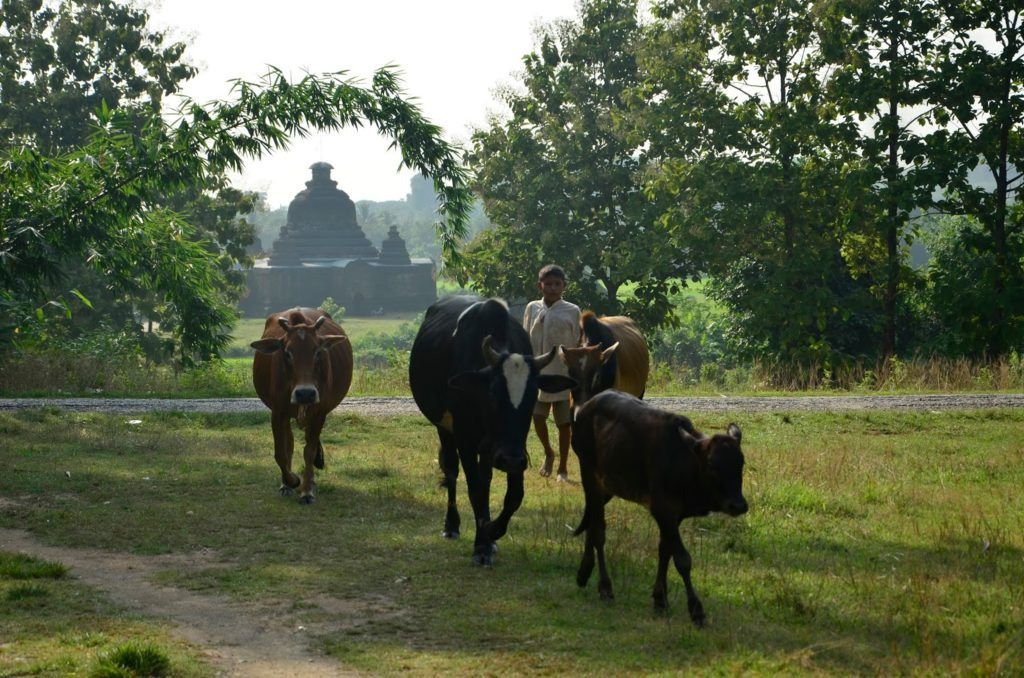 Ganado, pastorcillo y templo de Mrauk U