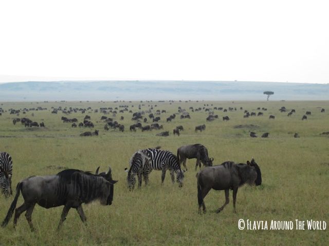 Cebras y ñúes en Masai Mara