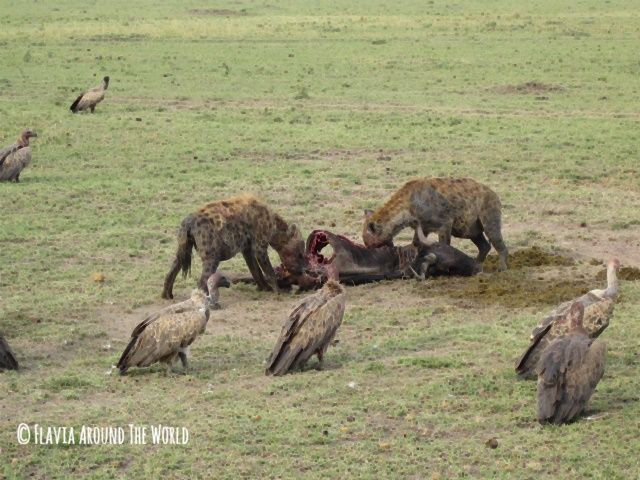 Hienas devorando carroña en Masai Mara