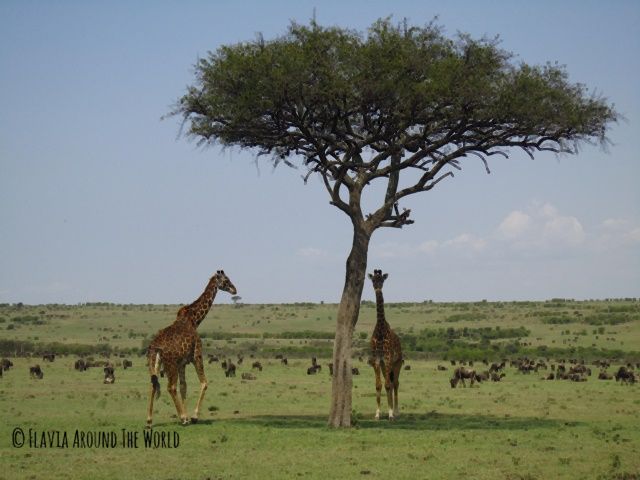Jirafas en Masai Mara