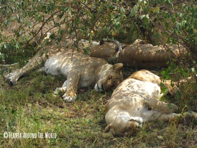 Leonas descansando en Masai Mara