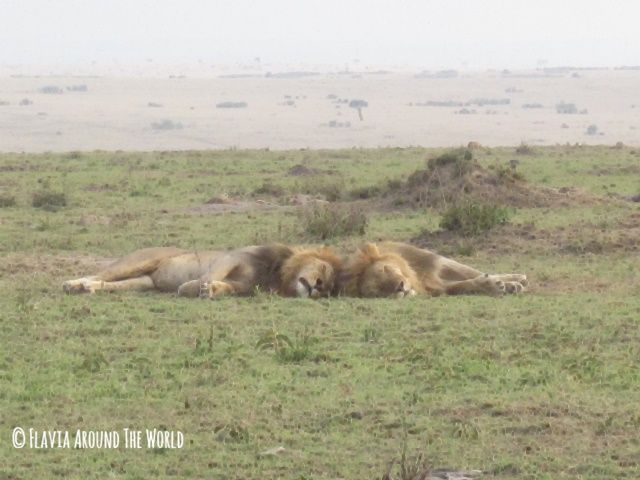 Leones con melena en Masai Mara