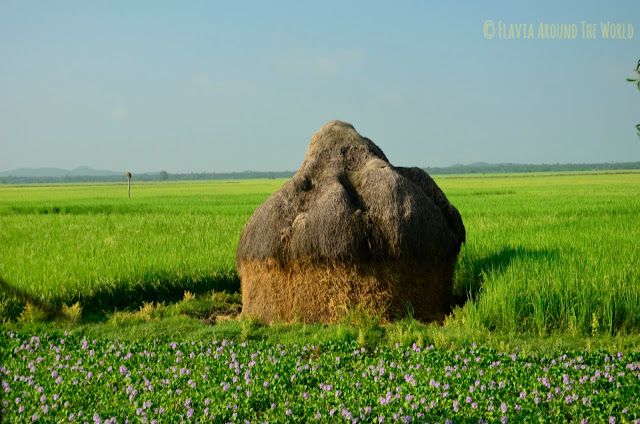 Campos verdes de la zona de Mrauk U