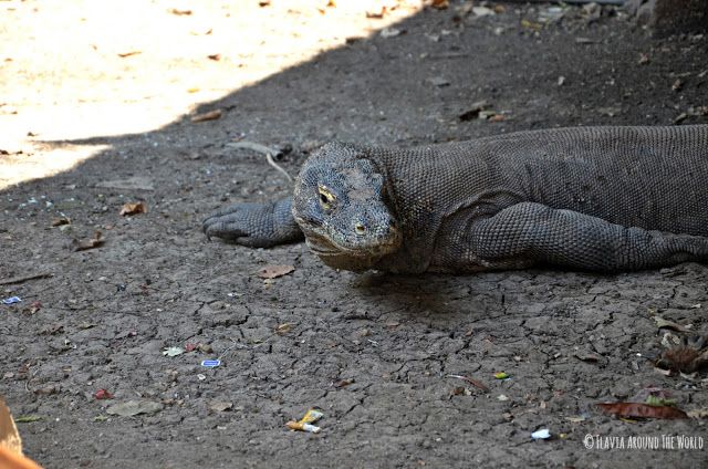 Dragón de Komodo