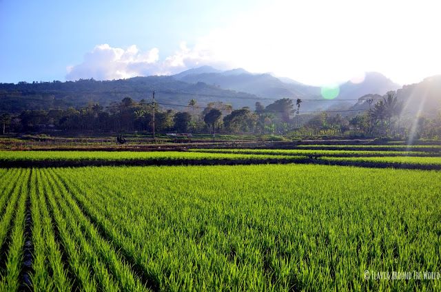 Campos de arroz de Moni