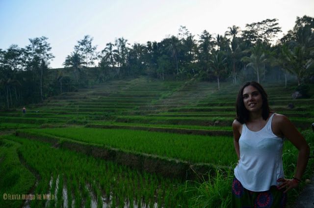 Campos arroz Ubud