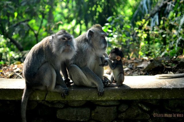 Familia monos Monkey Forest Ubud