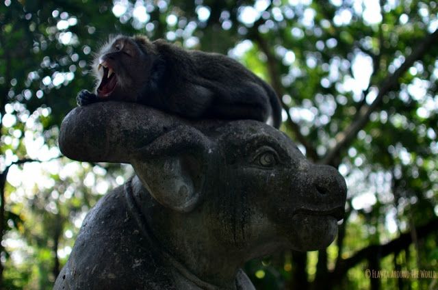 Mono bostezando Monkey Forest Ubud