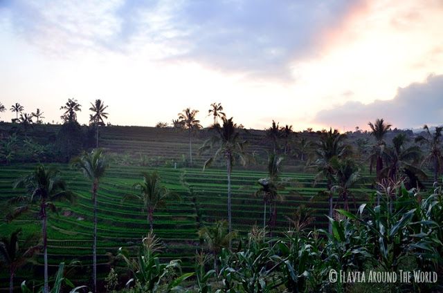 Atardecer Jatiluwih bali terrazas arroz