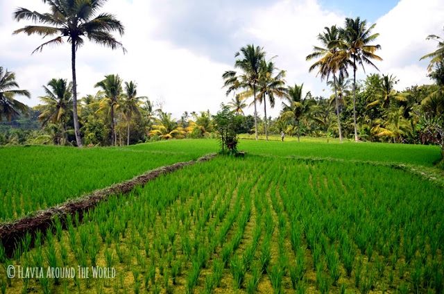 campos arroz gunung kawi bali