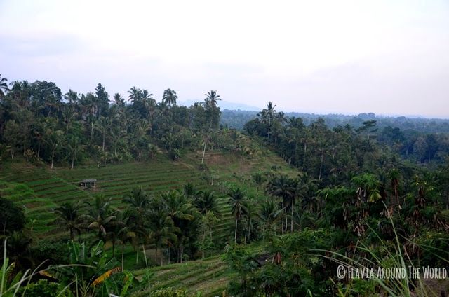 Jatiluwih terrazas de arroz bali