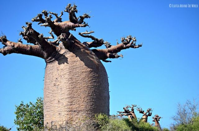 baobab madagascar