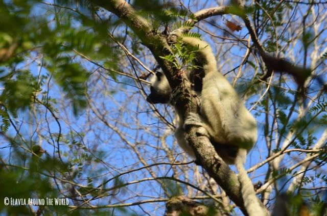 lemur blanco parque nacional tsingy de bemahara madagascar