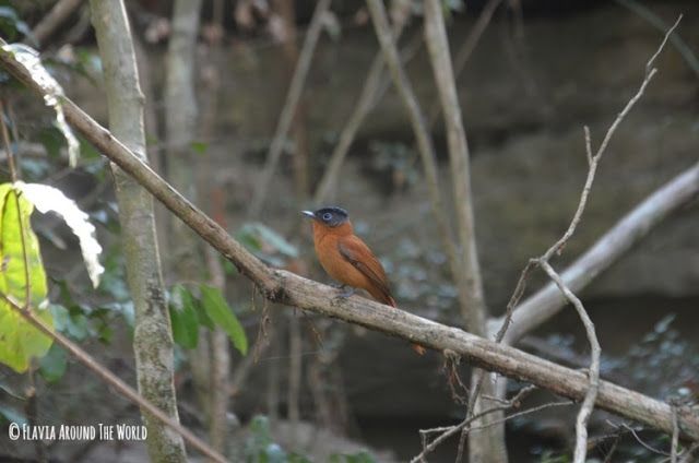 Pájaro parque nacional tsingy de bemahara madagascar